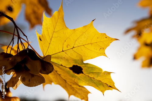Yellowing maple foliage in the autumn season
