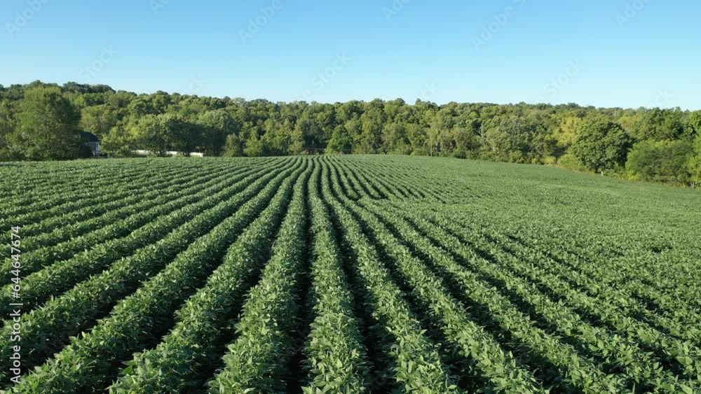 Aerial Video of Soybean Farming Field in Kentucky: Stunning Views of Lush Green Summer Crops Aerial Video of Soybean Farming Field in Kentucky: Stunning Views of Lush Green Summer Crops