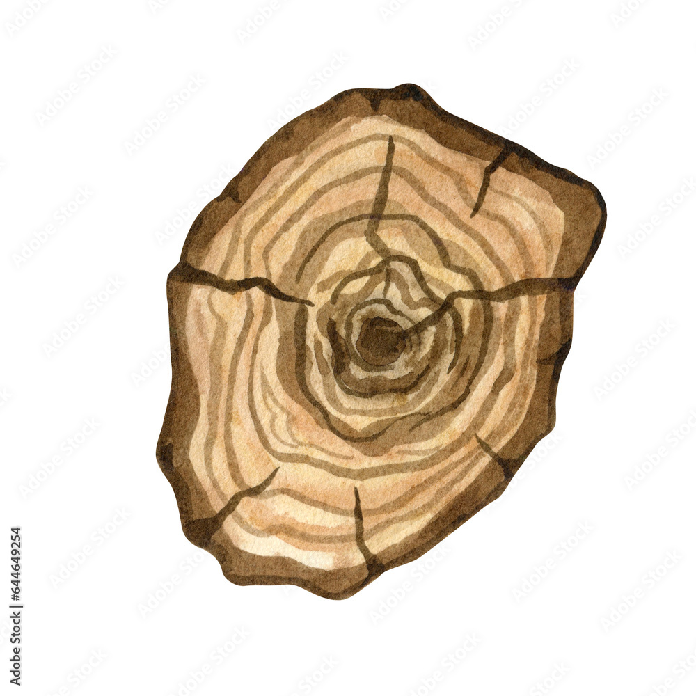 Rustic wood slices clipart. Hand drawn watercolor clipart for wedding invitations Rustic wood slices clipart. Hand drawn watercolor clipart for wedding invitations