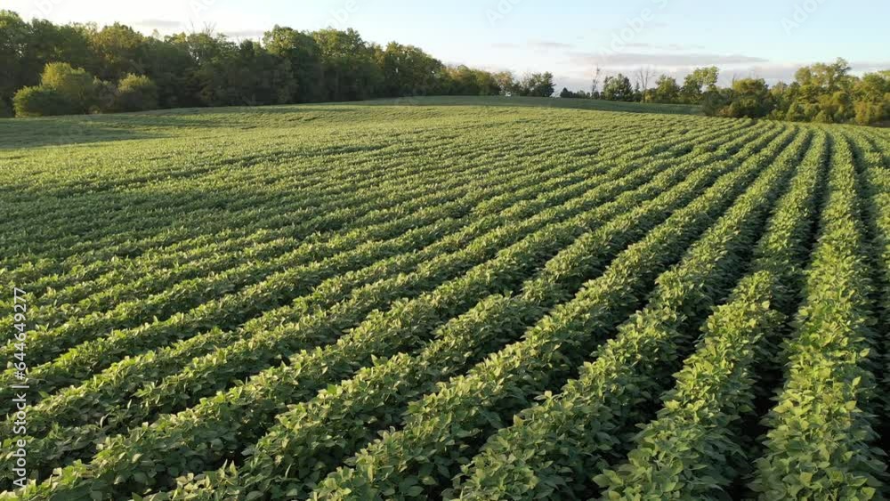 Aerial Video of Soybean Farming Field in Kentucky: Stunning Views of Lush Green Summer Crops Aerial Video of Soybean Farming Field in Kentucky: Stunning Views of Lush Green Summer Crops