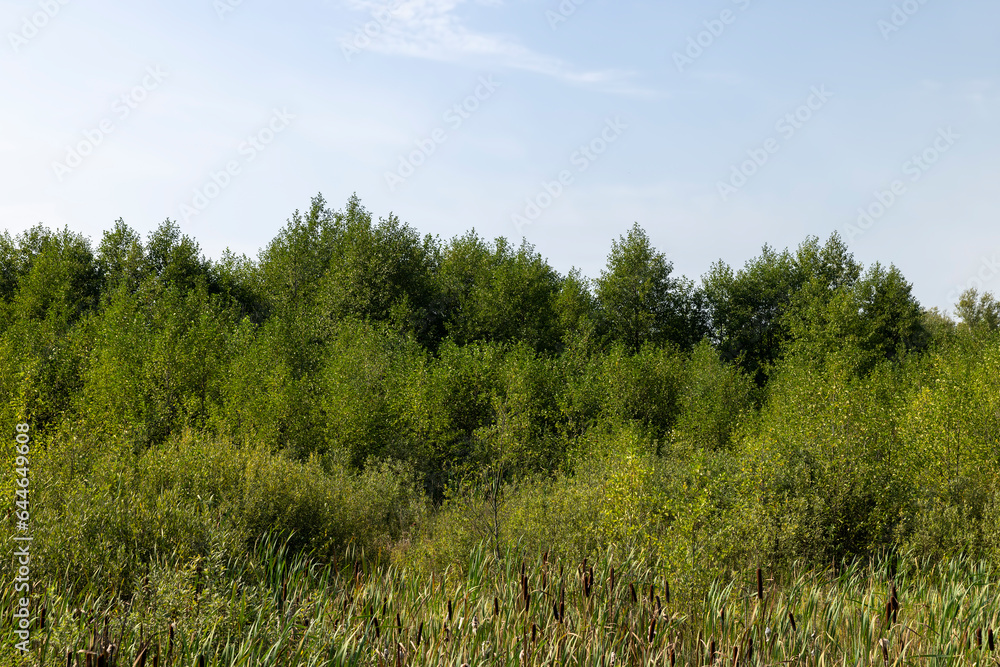 Swampy terrain with plants in summer Swampy terrain with plants in summer