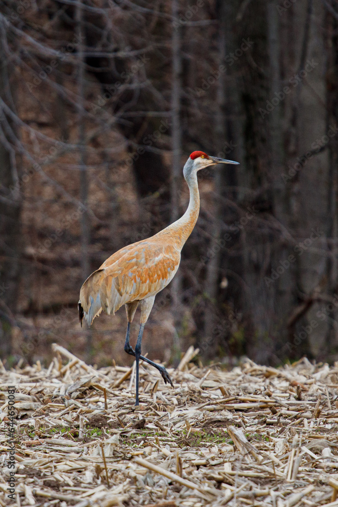 Fototapeta premium Sandhill Crane