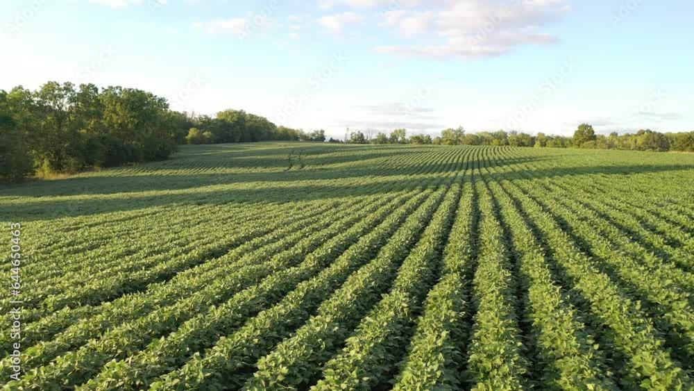 Aerial Video of Soybean Farming Field in Kentucky: Stunning Views of Lush Green Summer Crops Aerial Video of Soybean Farming Field in Kentucky: Stunning Views of Lush Green Summer Crops