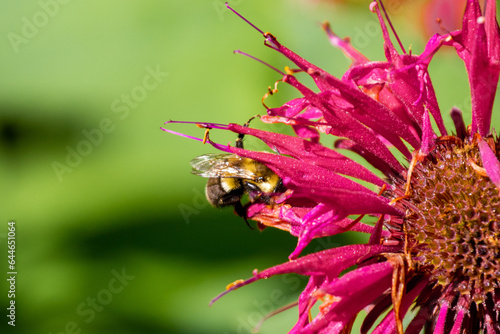 Bee in Flower © Jess