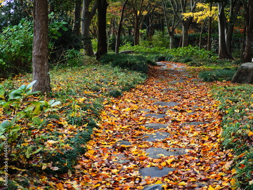 秋の風景　落ち葉の遊歩道