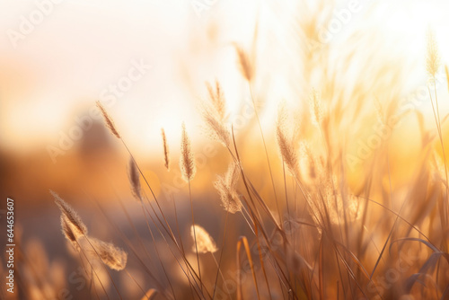 A serene and peaceful scene of a grassy meadow  bathed in the soft golden light of the setting sun. The tall grasses sway gently in the wind  creating a calming atmosphere. The scene evokes