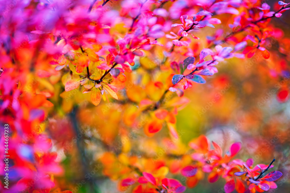 Multicolored autumn leaves on the tree