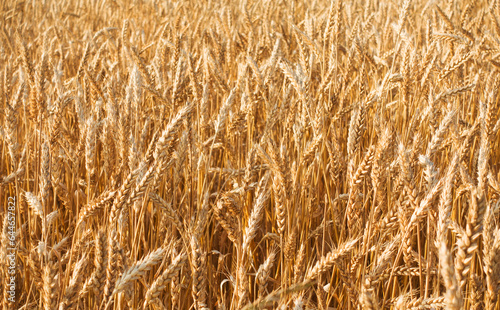 Photo of a wheat field at sunny day with nobody