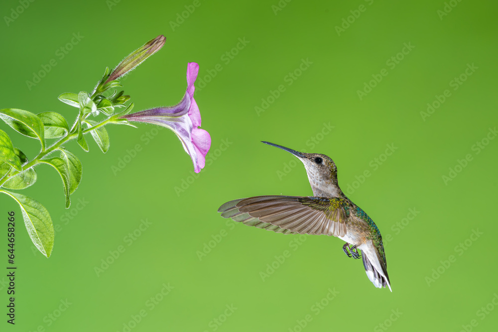 Naklejka premium hummingbird in flight