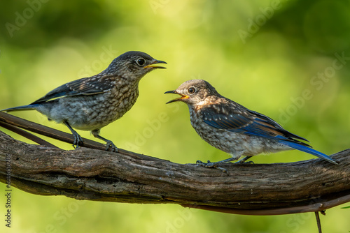 Young Bluebirds on a branch