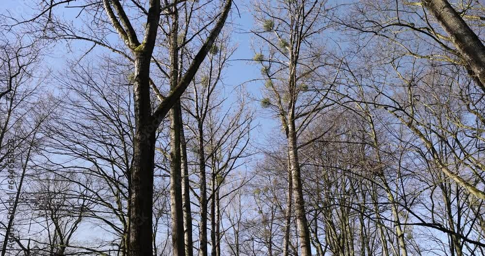 the tops of various deciduous trees in the spring season , a park with trees in early spring the tops of various deciduous trees in the spring season , a park with trees in early spring