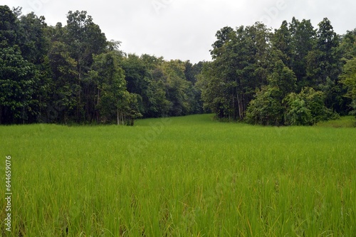 landscape of rice field in the countryside