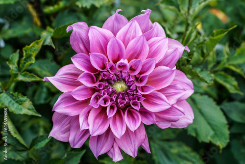 Large pink dahlia flower surrounded by the greenery of plants.
