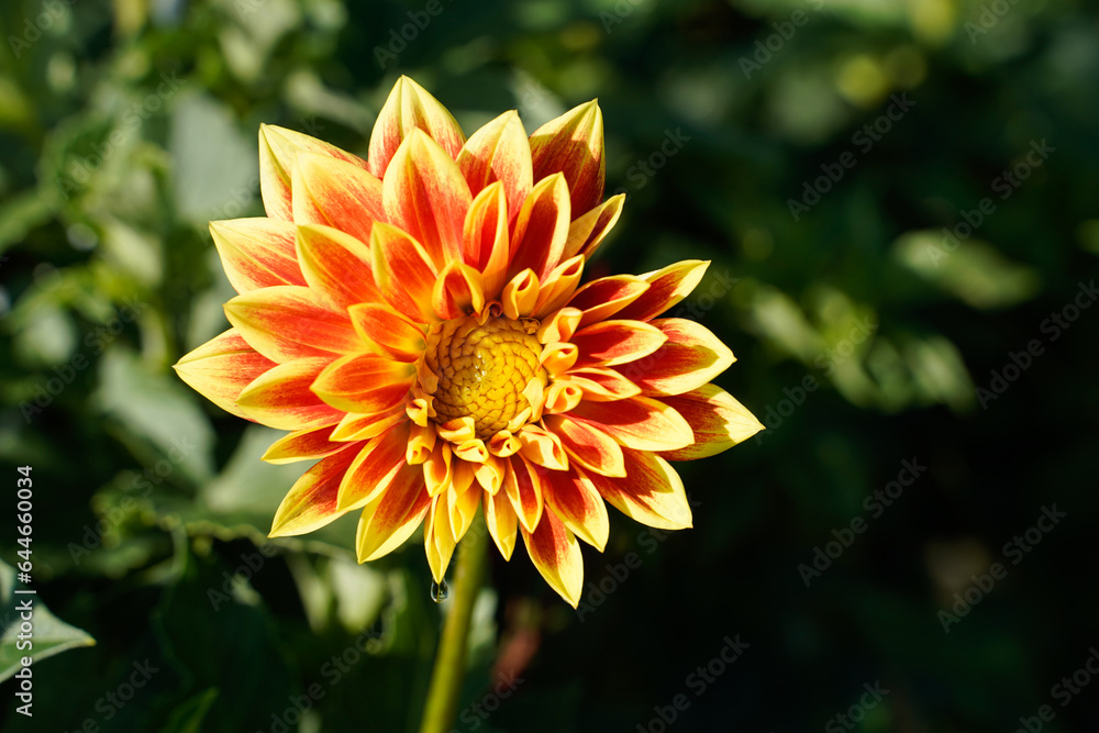 Red and yellow dahlia flower with a single water droplet hanging from the bottom petal. Red and yellow dahlia flower with a single water droplet hanging from the bottom petal.
