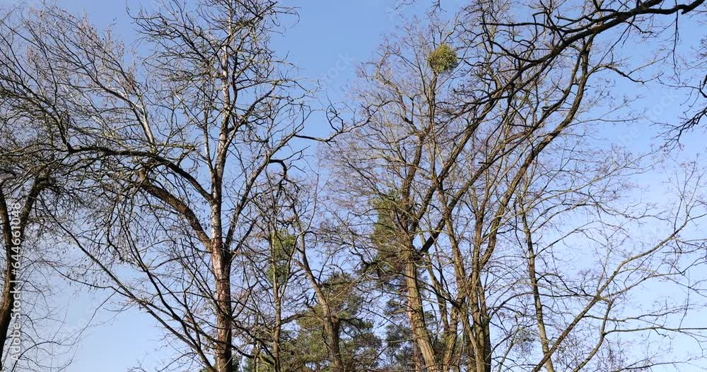 Bare trees in early spring in sunny clear weather, blue sky and a large number of trees growing in the spring park Bare trees in early spring in sunny clear weather, blue sky and a large number of trees growing in the spring park