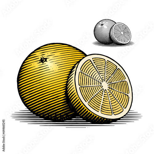 A vintage illustration of oranges in a traditional woodcut style.