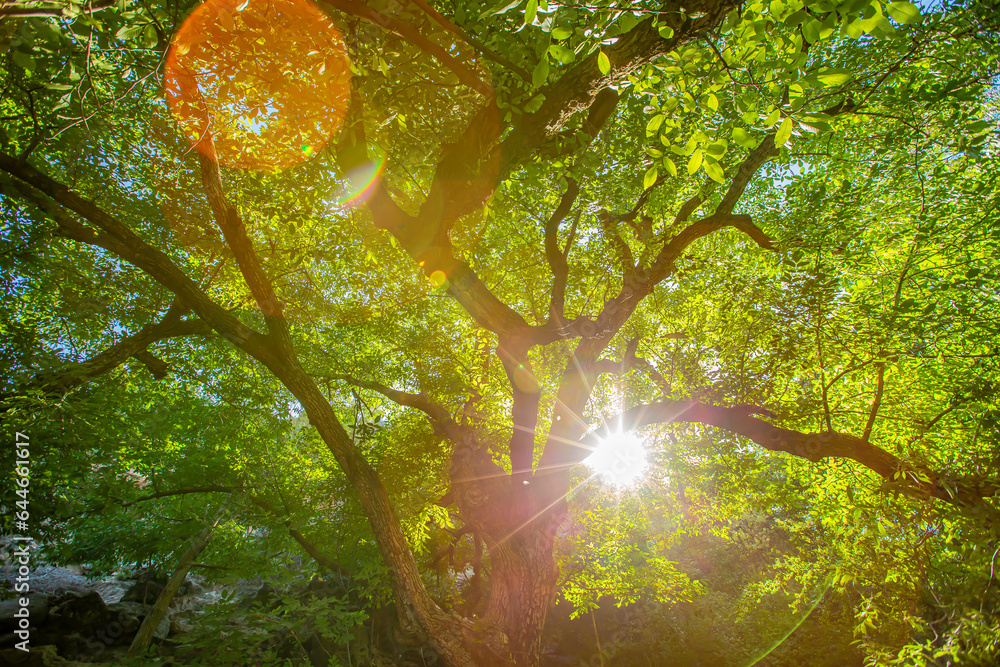 Fototapeta premium Wonderful nature with tree and fruit