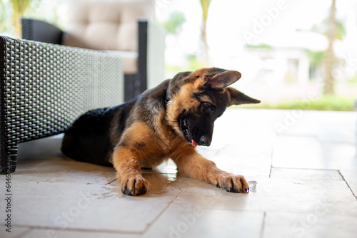 german shepherd puppy staring at ice cube about to pounce onto it during a summer day