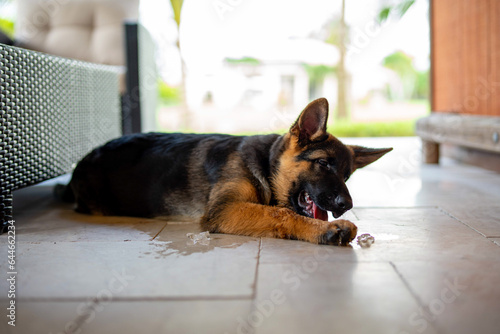 german shepherd eating an ice cube outdoors during the hot summer mid day