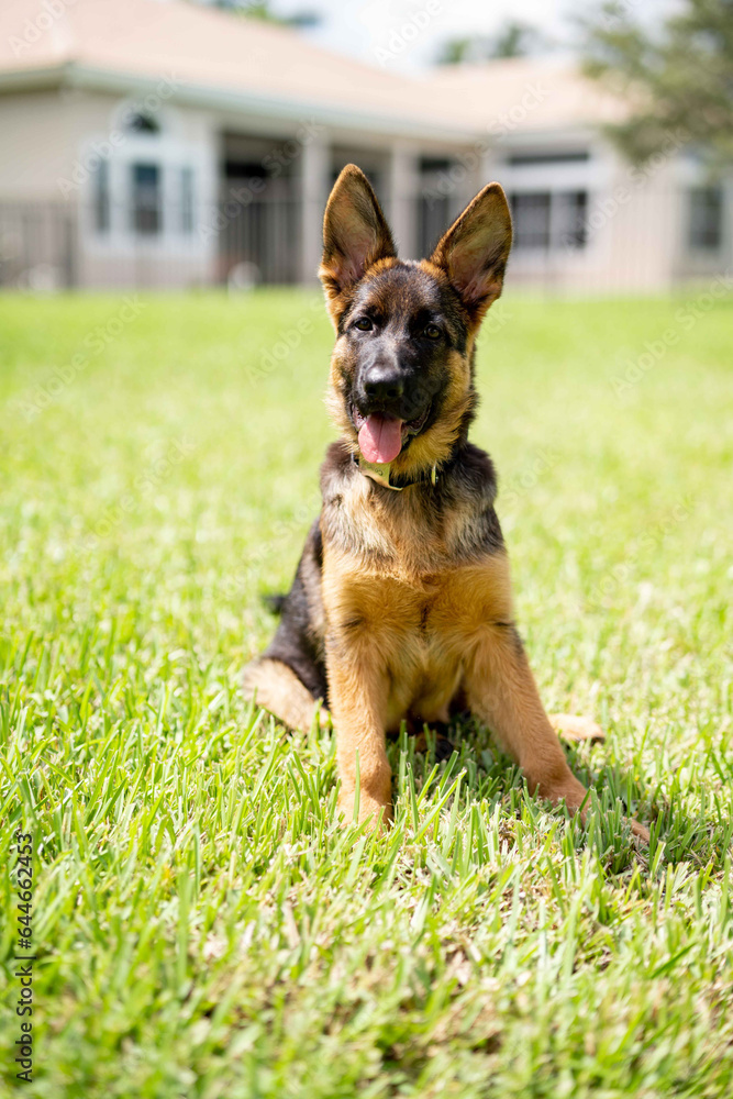beautiful puppy german shepherd out on a green lawn during a bright sunny day beautiful puppy german shepherd out on a green lawn during a bright sunny day