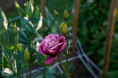 Pink lisianthus flower blooming in an outdoor flower garden.