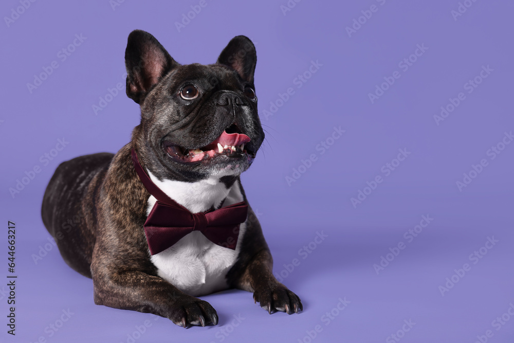 Adorable French Bulldog with bow tie on purple background, space for text