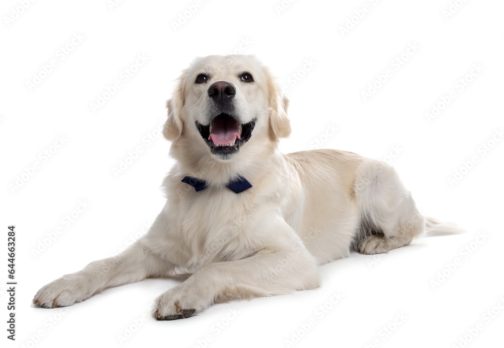 Cute Labrador Retriever with stylish bow tie on white background Cute Labrador Retriever with stylish bow tie on white background