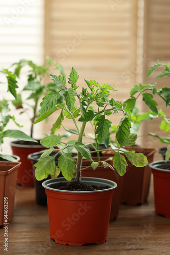 Seedlings growing in plastic containers with soil on wooden table