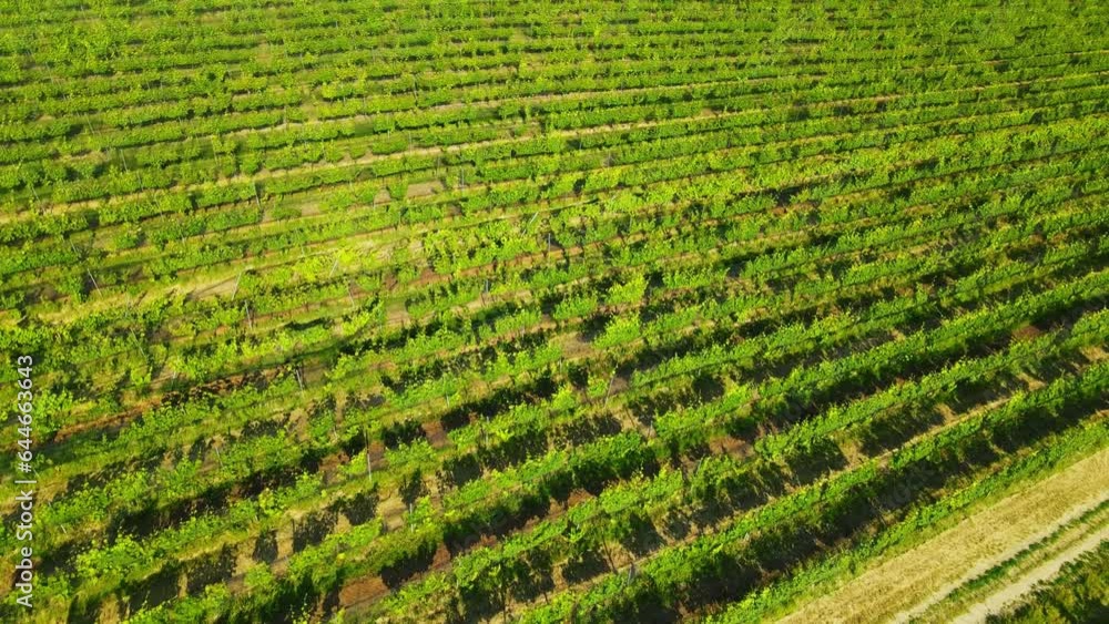Aerial view video of Vineyard rows reveals Danube river in Vienna Austria Aerial view video of Vineyard rows reveals Danube river in Vienna Austria