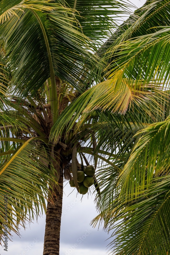 Obraz premium coconuts under a palm tree