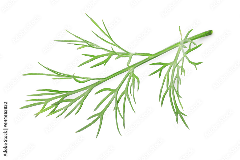 Sprig of fresh dill isolated on white Sprig of fresh dill isolated on white