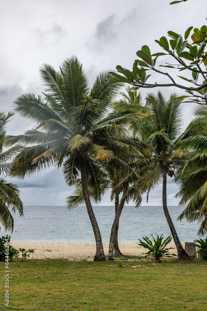 palm trees standing near the beach fiji