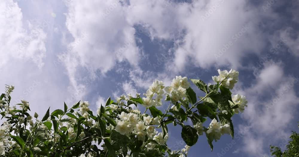 blooming white flowers jasmine bush in the spring season, beautiful fragrant jasmine flowers during flowering blooming white flowers jasmine bush in the spring season, beautiful fragrant jasmine flowers during flowering