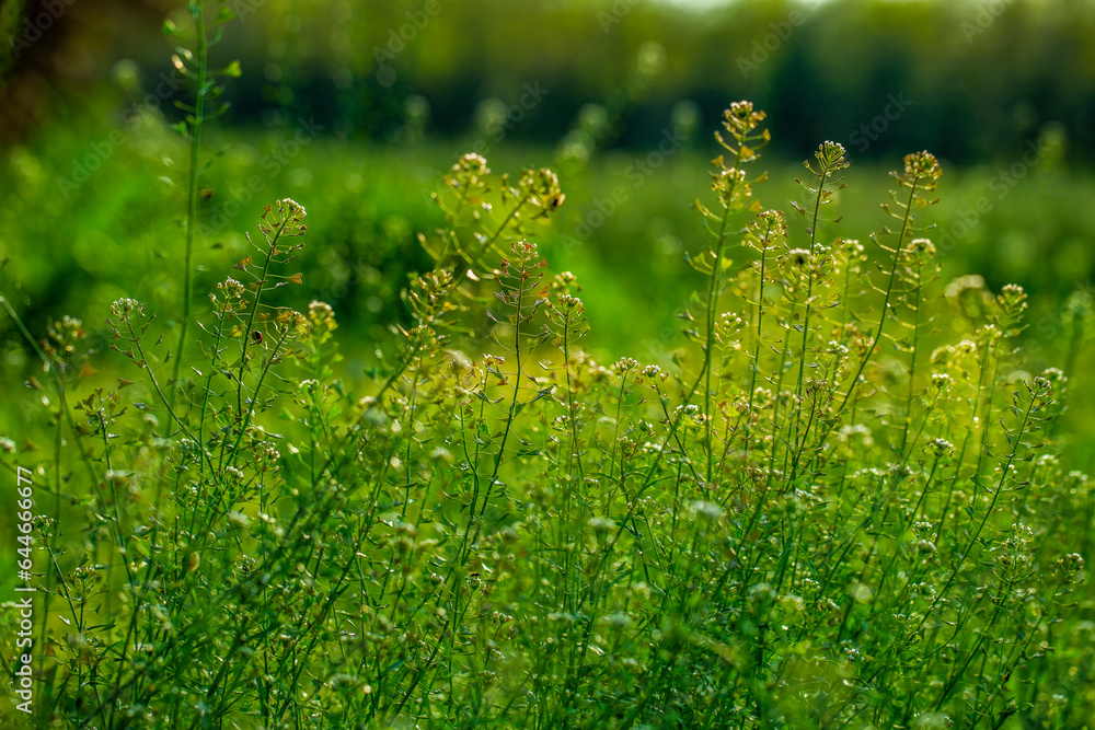 grass background grass background