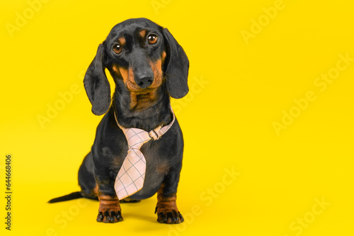 Fotografie Portrait of dog of ridiculous simpleton apprentice, trainee starting career in the office