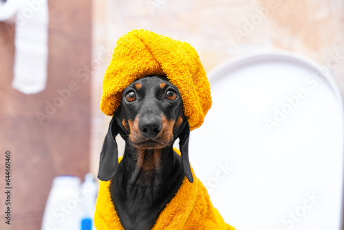 Portrait of surprised dachshund in turban, yellow bathrobe sits in toilet of hotel room, morning routine, problems with gastrointestinal tract. Comic image of sleek puppy in restroom after laxative © Masarik