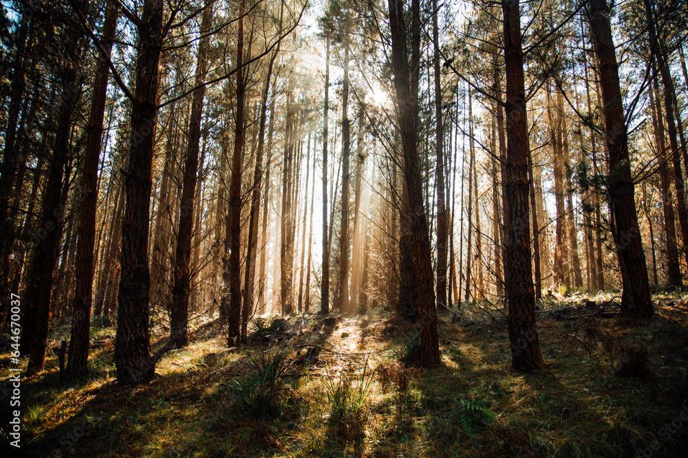 pine forest in the morning 