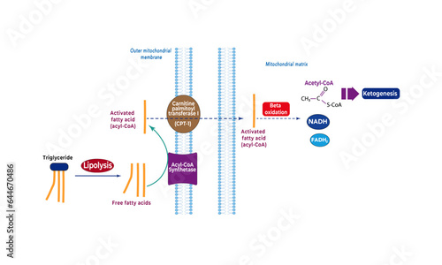 Fatty acid entry to ketogenesis