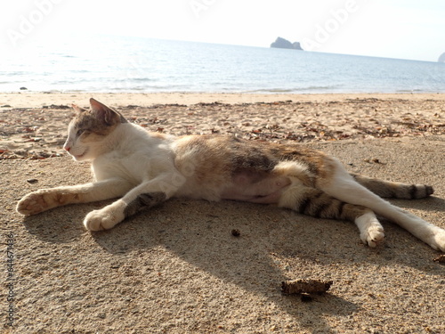 海辺の朝の光の中のまったり猫