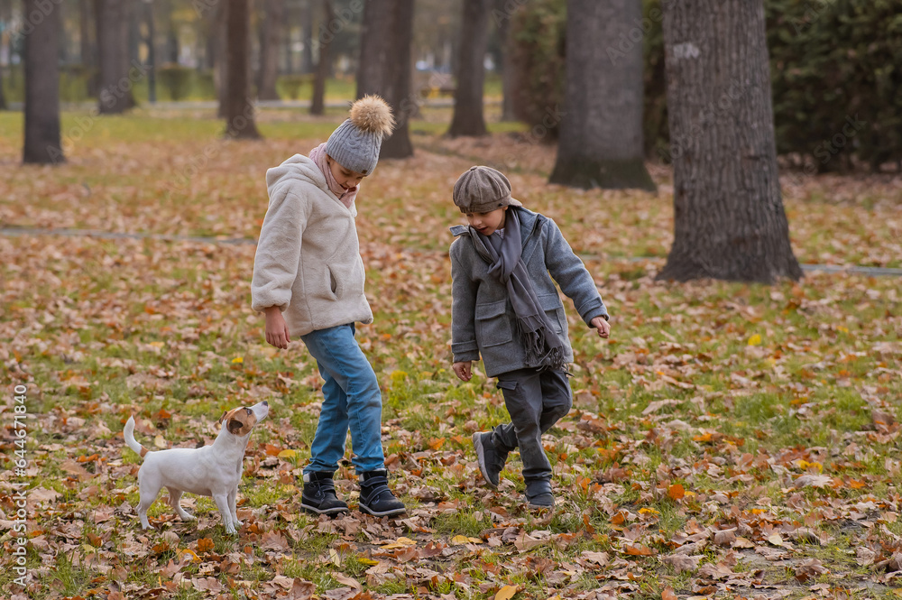 Fototapeta premium Caucasian children are walking with jack russell terrier in autumn park. Boy, girl and dog are jumping outdoors.