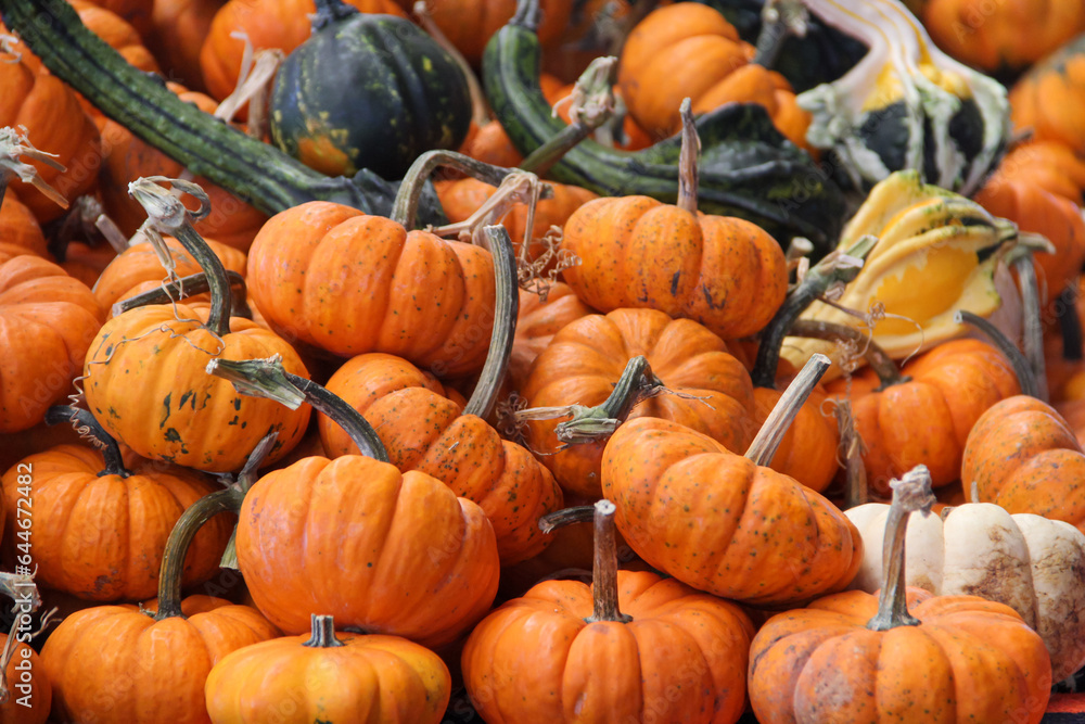 Pumpkins and gourds at the farm during a pumpkin patch for a natural Fall background. Pumpkins and gourds at the farm during a pumpkin patch for a natural Fall background.