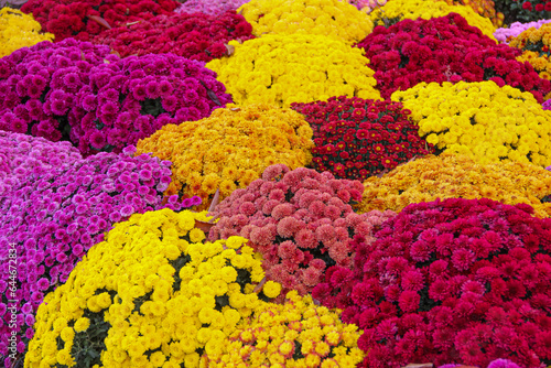 Fall colorful textured chrysanthemum or mums natural background. 