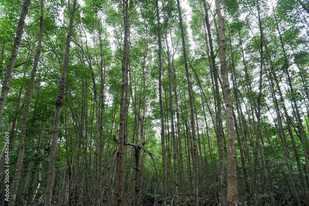 recreation area in the middle of a tall mangrove tree forest that is still natural recreation area in the middle of a tall mangrove tree forest that is still natural