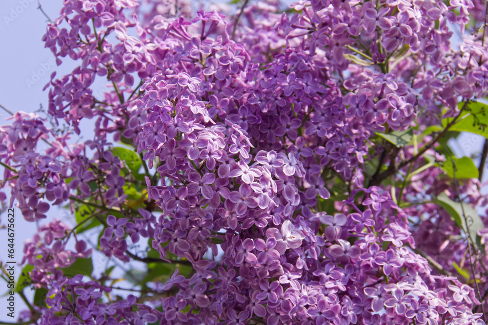 Lilacs Blooming in the Spring