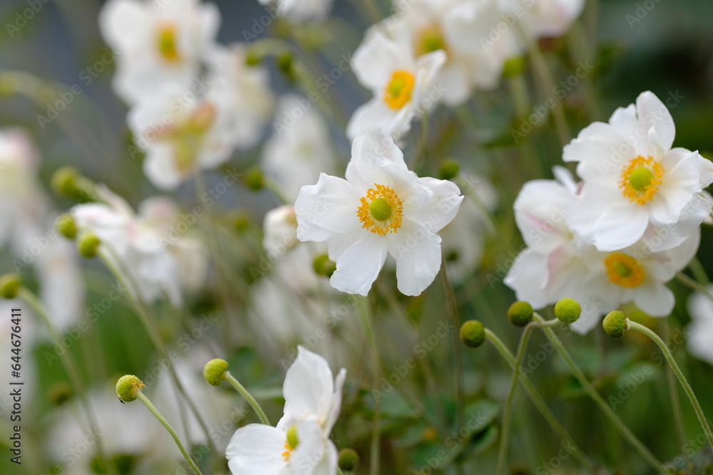 Japanese thimbleweed in full blooming Japanese thimbleweed in full blooming