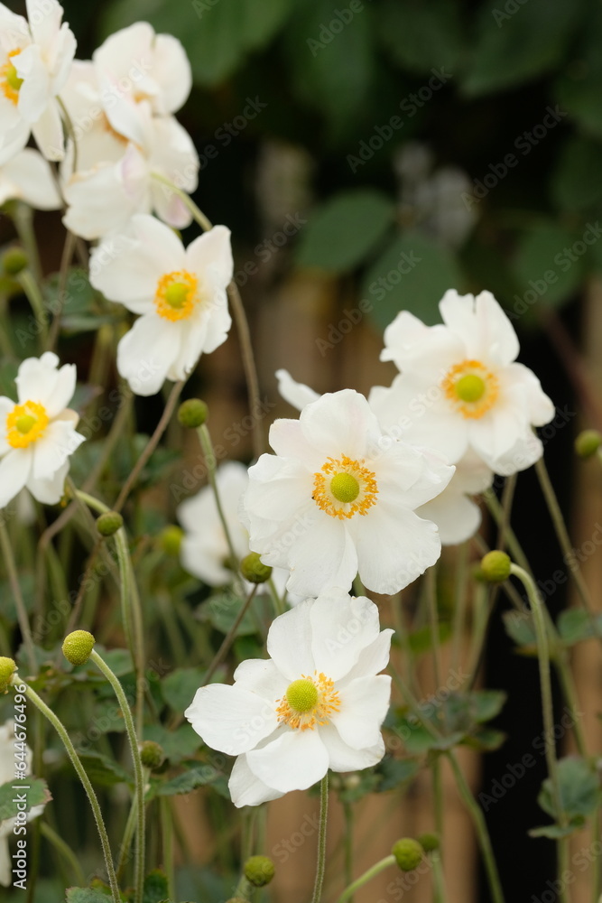 Japanese thimbleweed in full blooming Japanese thimbleweed in full blooming