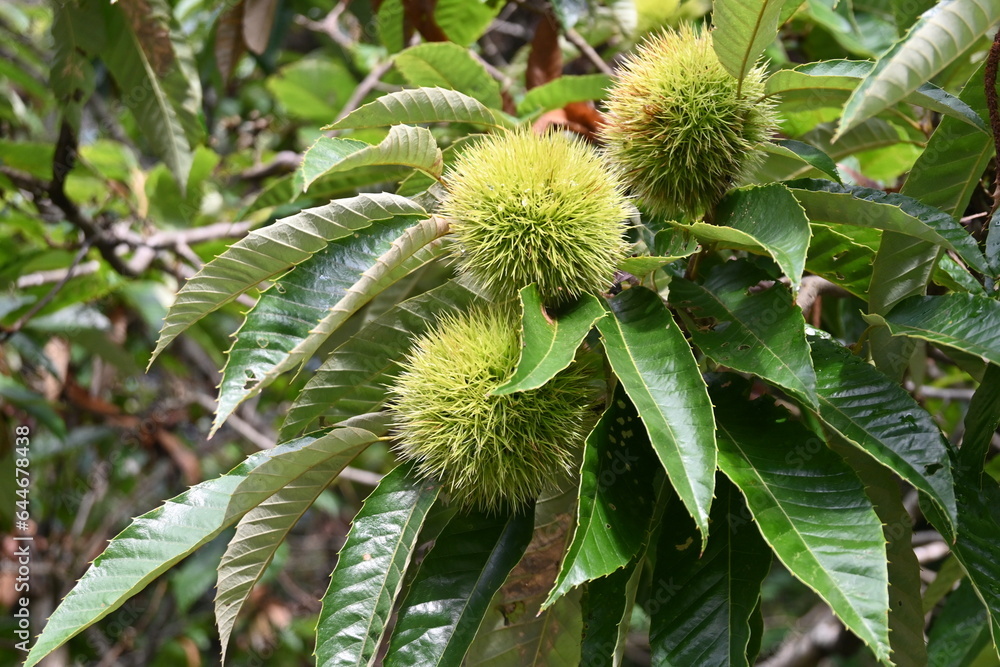 Japanese chestnut. Fagaceae deciduous fruit tree. Fruits contain a lot