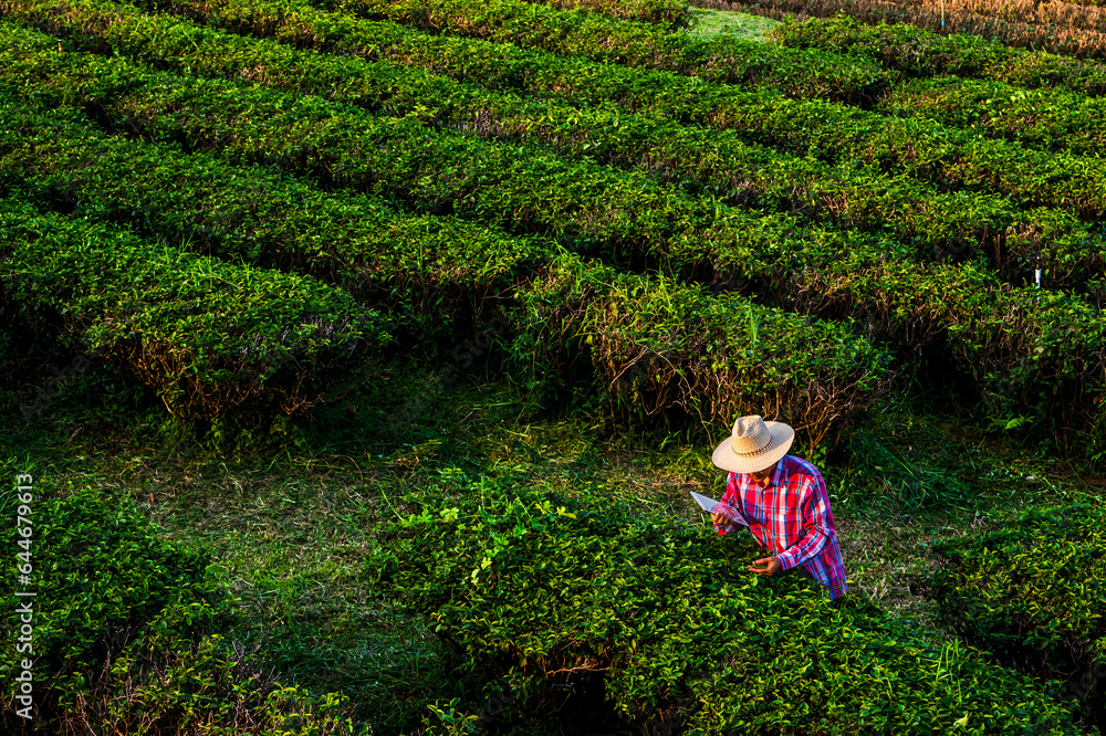 Tea gardener working in tea field