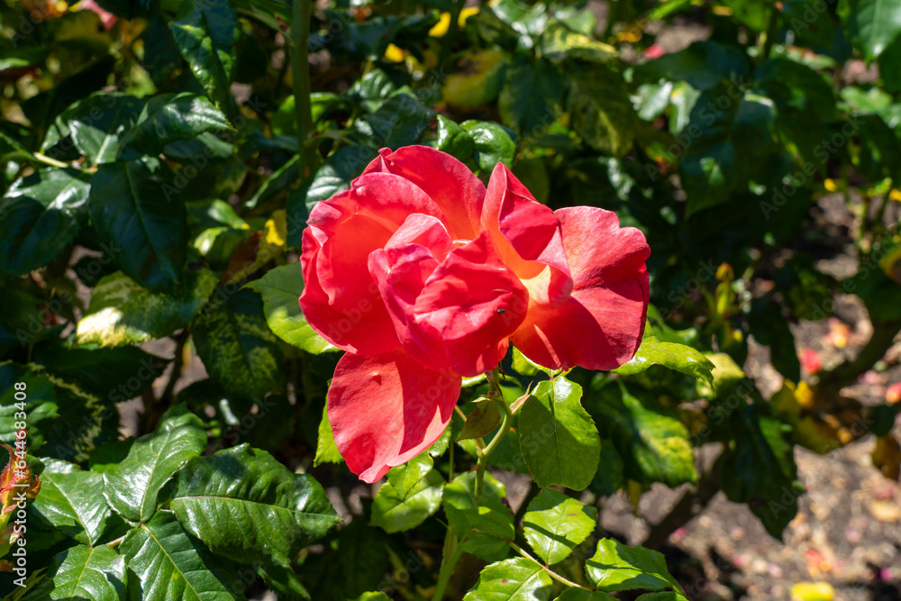All That Jazz shrub rose in a garden. California, United States - June, 2023. All That Jazz shrub rose in a garden. California, United States - June, 2023.