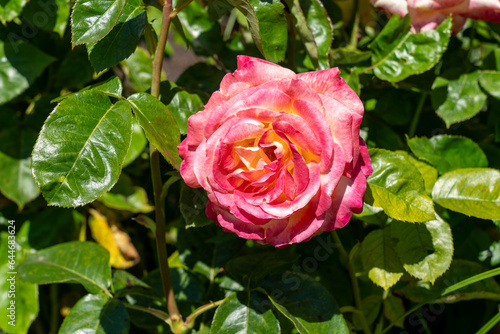 Love and Peace Hybrid Tea Rose Rose in a garden. California  United States - June  2023.  